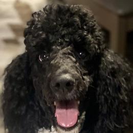 Poodles from We Have standards