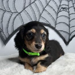 Twix (Green Collar) - Black and cream male Dachshund puppy in Redding, California from Jean & Mae Doxies