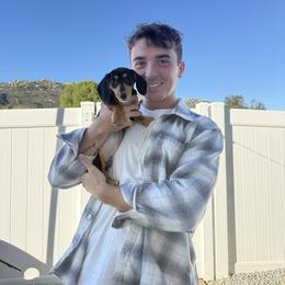Lucie - Black and tan female Dachshund puppy in Temecula, California from Naomi Magee's Dachshund Kennel