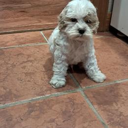 Aussiedoodle and Cockapoo Puppies from Ouachita River Cockapoos