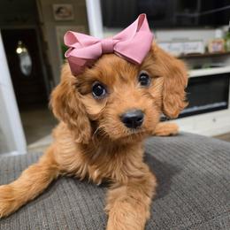 Athena - Red female Cavapoo puppy in Roseville, California from Heavenly Goldendoodles