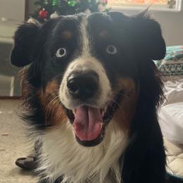 Australian Shepherd All Grown Up from Muckalee Lane Aussies
