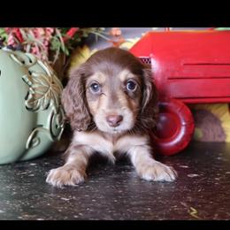 Coco Puff - Chocolate and cream female Dachshund puppy in Floresville, Texas from Muddy River Dachshunds