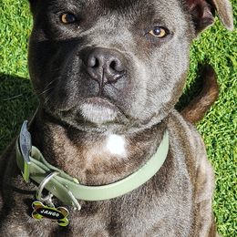 Maui - Staffordshire Bull Terrier