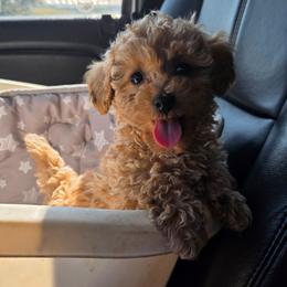 Dean - Buff and white male Cockapoo puppy in Ellensburg, Washington from Dawn to Dusk Cockapoos