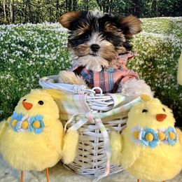 Solo - Biewer Terrier