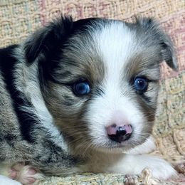 Miniature Australian Shepherds and Toy Australian Shepherds from Deep River Aussies