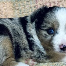 Miniature Australian Shepherds and Toy Australian Shepherds from Deep River Aussies
