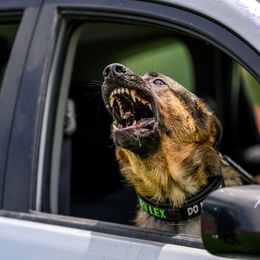 Aleksei z Zaruka ATT CGCA CGCU PDC - Sable female German Shepherd puppy in West Plains, Missouri from Zaruka German Shepherds