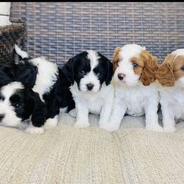 Bernedoodle and Cavapoo Puppies from Utah Mountain Doodles