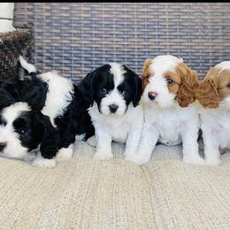 Bernedoodle and Cavapoo Puppies from Utah Mountain Doodles