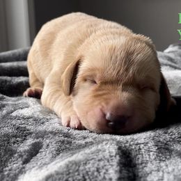 Black Collar - Yellow Labrador Retriever puppy in Maine from Northern Woods Labs