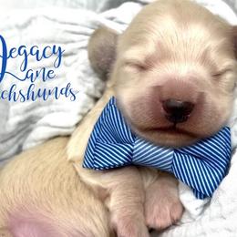 Dachshund Puppies from Legacy Lane Dachshunds