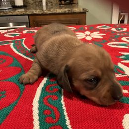 Merry - Red female Dachshund puppy in Gilbert, South Carolina from Gena’s Dachshunds