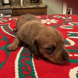 Merry - Red female Dachshund puppy in Gilbert, South Carolina from Gena’s Dachshunds