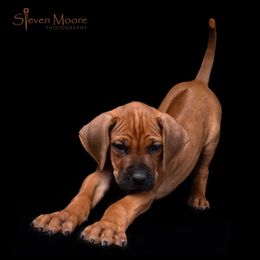 Boy 4 - Rd whtn blk nose Rhodesian Ridgeback puppy in Ocala, Florida from Avanti Ridgebacks