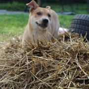 Carolina Dog Puppies from Williams Sweet Carolina
