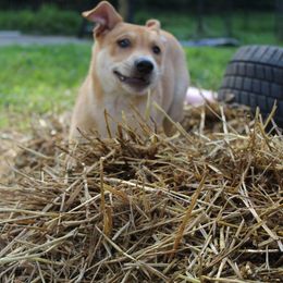 Carolina Dog Puppies from Williams Sweet Carolina