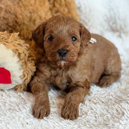 Poppy - Red  female Goldendoodle puppy in Wharton, Texas from Little Fur Friends