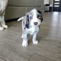 Aussiedoodle Puppies from Southwest Florida Doodles