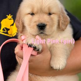 Light Pink - Golden female Golden Retriever puppy in Mills River, North Carolina from Appalachian Dog Training LLC