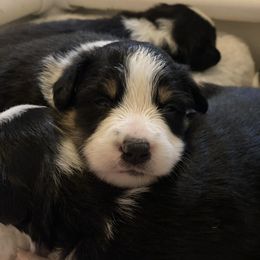 Border Collie Puppies from Herding Heritage