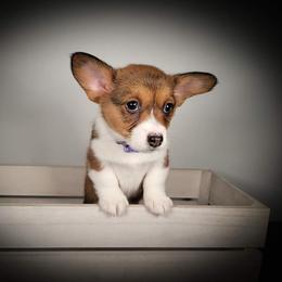 German Shepherd and Pembroke Welsh Corgi Puppies from J&R Shepherds & Corgis