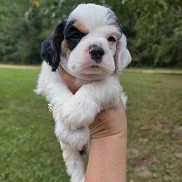 Lieutenant - Black white and tan male Cocker Spaniel puppy in Florence, South Carolina from Reddick's American Cocker Spaniels