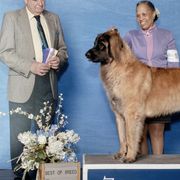 Leonbergers from Connie Kent
