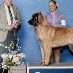 Leonbergers from Connie Kent