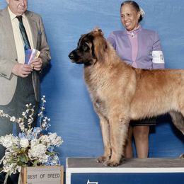 Leonbergers from Connie Kent