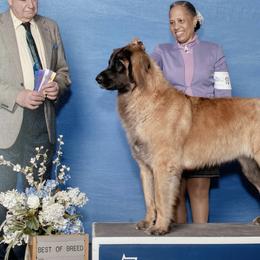 Leonbergers from Connie Kent