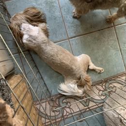 Shannon - Shih Tzu