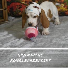 Basset Hound Puppies from Royal Baez Basset