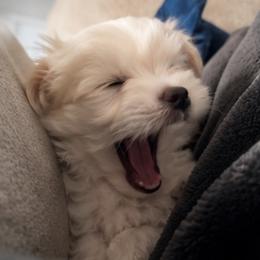 Red, White, and Blue Puppy - White male Maltese puppy in Oklahoma City, Oklahoma from Adorable Maltese Puppies