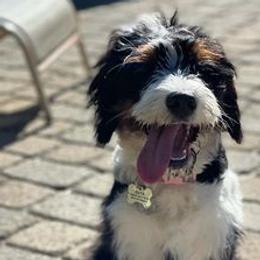 Bernedoodles from Golden Coast Bernedoodles