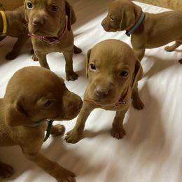 Vizsla Puppies from Waterfall Ranch Hungarian Vizslas