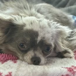 Mac - Chihuahua