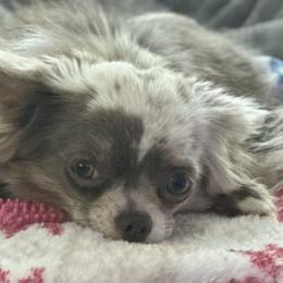 Mac - Chihuahua