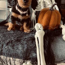 Dachshund Puppies from Desert Dachshunds