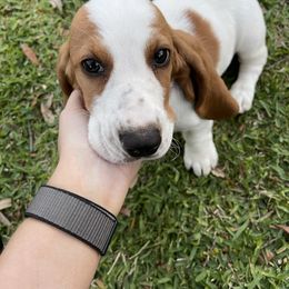 Basset Hound Puppies from Breeze Basset Hounds