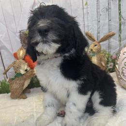Pink Girl - Black and white female Sheepadoodle puppy in Mc Henry, Maryland from TLC by the Lake Standard Poodle and Doodles