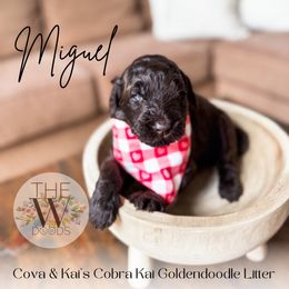 Miguel - Chocolate Goldendoodle puppy in Soddy Daisy, Tennessee from The W Doods