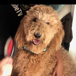 Poodles from Boston & Sky