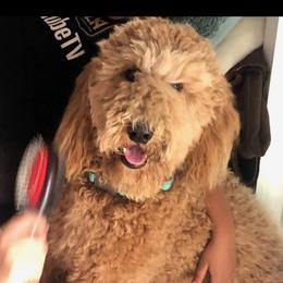 Poodles from Boston & Sky