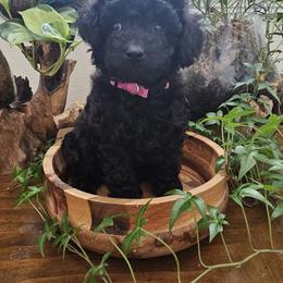 Goldendoodle Puppies from We R Mini Doodles