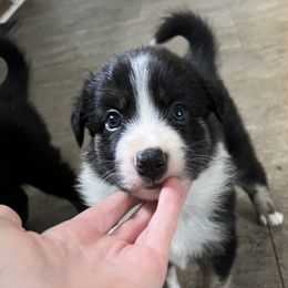 Torque- brindle pointed(tri)male - Tri-color Border Collie puppy in Decatur, Alabama from Phantom Border Collies