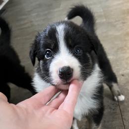 Torque- brindle pointed(tri)male - Tri-color Border Collie puppy in Decatur, Alabama from Phantom Border Collies
