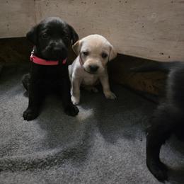 Piper - Yellow female Labrador Retriever puppy in Millville, New Jersey from Creekside Canines