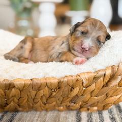 Willie - male Australian Mountain Doodle puppy in Pittsburgh, Pennsylvania from WestPenn Doodles LLC